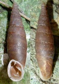 Tabella della Famiglia Clausilidae